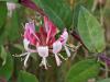 Wilde kamperfoelie (Lonicera periclymenum)  20210721