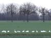Kleine zwaan  20220106  De Pannenhoef