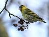 Sijs  20220207  Zeg nou zelf, het volwassen mannetje van de sijs is toch een prachtig vogeltje. Ik word er in ieder geval vrolijk van. Dit meneertje is druk elzenzaadjes aan het eten en laat daarbij nog net iets van zijn spitse tongetje zien.