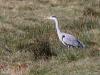Blauwe reiger  20220311  Een heel gewoon plaatje gemaakt vanuit de kijkhut op de Regte Heide. Gewoon omdat we deze reiger vaak zien en de afstand hier nog best groot is. We zien hem zo vaak dat we wellicht niet meer in de gaten hebben hoe mooi ie wel niet is.