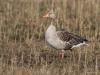 Grauwe gans  20110312  Maatjes
