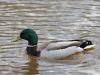 Wilde eend  20220314  Meerseldreef