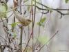 Fitis  20220414  Deze week hoorde en zag ik mijn eerste fitis dit jaar. De fitis ziet er niet altijd op zijn mooist uit. Er zijn vrij bleke exemplaren, de mooiere meer fris gekleurde exemplaren zie je niet zo vaak meen ik? Die eerste verwar je makkelijk met de tjiftjaf, die tweede soms met de fluiter. Gelukkig is het liedje van de fitis niet mis te verstaan.