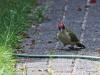 Groene specht  20220530  Tuin
