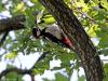 Grote bonte specht  20220715  De Krochten