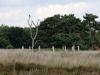 Torenvalk  20220705  Regte Heide