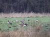 Grauwe gans  20220301  Strijbeekse Heide