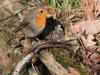 Roodborst  20230207  Gisteren een wandeling gemaakt bij de Rondgors. Fijn om het zonnetje weer eens in je gezicht te voelen. Niet veel vogels gezien en slechts eentje gaf me een kans voor een foto. En dat deed deze Robin ruimhartig. Het moet al gek gaan wil je op je wandeling niet meerdere roodborsten tegen komen. Deze kwam laag in een heg best dicht voorbij mij gehipt.