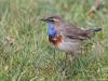 Blauwborst  20230414  Afgelopen woensdag ontmoette ik tussen de buien door in Achtmaal dit mannetje blauwborst. Een niet erg schuw exemplaar. Kon er verschillende foto's van maken. Je zult begrijpen dat dat mijn wandeling meer dan geslaagd maakte.