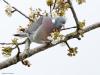 Houtduif  20230413  Thuis tuin