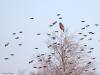 Buizerd  20240127  Een stukje natuur in de Pannenhoef, vanmorgen rond tien uur, met een zonnetje en met een buizerd in de top van een boom. Nog leuker wordt het als er een groep spreeuwen voor de buizerd voorbij vliegt. De buizerd vindt dat alles prima.