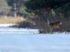 Ree  20240121  Gistermiddag zag in de Lange Maten op grote afstand een ree een besneeuwde akker oversteken. Ondanks die grote afstand werd ik natuurlijk wel gespot door het mooie dier. Gespot wellicht meer met de oren dan met de ogen? De oorschelpen zijn in ieder geval precies op mij gericht. Voor in het bos te verdwijnen werd nog even terug gekeken naar het mooie witte landschap.