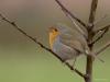 Roodborst  20240120  Een foto gemaakt eind november vorig jaar, wel koud toen maar geen vorst of sneeuw. Vanwege de kou waren de veertjes al flink uiteen gezet. Het kunnen zo echt ronde bolletjes worden deze Robin's.