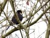 Merel  20240201  In de tuin is het een eitje om een merel op de foto te zetten. Soms lopen ze je voor de voeten als je bijvoorbeeld aan het spitten bent. Maar in het bos, in de echt vrije natuur, daar valt het me tegen om een merel mooi vrij in beeld te kunnen nemen. Ik vind ze opvallend schuw. Zijn alert, voelen zich soms nog even veilig midden in een struik. Maar vaak vliegen ze snel naar eenzamere oorden. Zijn ze mooi, nou niet direct. Alleen het mannetje in zomerkleed, diep zwart en diep gele snave