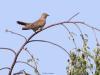Koekoek  20240607  Ik deed deze week nog een leuke waarneming. Een koekoek, maar dan de meer zeldzame bruine ondersoort. Ik dacht eerst dat een torenvalk in de boom kwam zitten maar al snel zag ik dat het een koekoek was. Hoe zeldzaam deze bruine vorm is kon ik niet een twee vinden, wie weet dat? De vluchtfoto is niet best maar laat toch een beetje het typische vluchtbeeld van de koekoek zien.