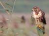 Buizerd  20240920  Noordwaardpolder