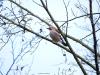 Gaai  20241113  Deze liet zich deze week ook zien in de Pannenhoef. Hoog in een boom zat ie even kenmerkend te schreeuwen. Het is meer een wintervogel dan een zomervogel. In de winter zijn er zeker tweemaal zoveel in ons lans als midden in de zomer. Hier zijn de kenmerkende blauw zwarte veertjes in de vleugel goed te zien.