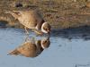 Kleine Plevier  20241116  Is er ergens een nieuw ven of iets dergelijks aangelegd en ontstaat zo nog kale grond met een plas erbij, dan kun je het eerste jaar geheid dit leuke kleine pleviertje daar verwachten. Ze vangen graag vliegjes langs de waterkant en dat geeft de gelegenheid om een foto met een spiegelbeeld te maken. Twee pleviertjes voor de prijs van een, altijd leuk meen ik. Deze is in het najaar gefotografeerd en is nog onvolwassen en zo nog niet op zijn mooist.