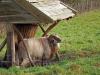 Drents schaap  20250102  Pannenhoef