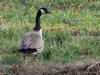 Canadese gans  20250215  Gisteren even naar de Pannenhoef geweest. Niet bijster veel gezien. Wel dit paartje vredige ganzen zo maar langs de Turfvaart. Ik mocht ze gewoon passeren, ze waren waakzaam, liepen enkele meters opzij maar bleven rustig en gingen snel weer op hun plekje zitten. Ze worden als ongewenste buitenlanders gezien. Fors zijn ze. Lelijk kan ik ze niet vinden.