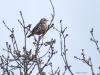 Grote lijster  20250224  Het is nu de tijd om op zoek te gaan naar de grote lijster. Deze schuwe vogel begint namelijk heel vroeg met zijn zang. En dat laat de vrij grote vogel horen in de regel vanuit een zangpost in de top van een hoge boom. Je kunt hem zo daarom wel ontdekken in ons buitengebied ofschoon de aantallen best laag zijn. Daarom, luister goed vroeg in de morgen naar een harde trage vrij monotone zang en spoor in die richting de boomtoppen af. Nu, nog zonder blad aan de bomen, vind je vast wel,