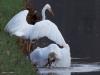 Grote Zilverreiger  20250304  Frappant dat in die kleine Turfvaart een zilverreiger zo een grote snoek te pakken kan nemen. Op de eerste foto is te zien hoe de reiger met zijn dolksnavel het lijf van de snoek heeft doorboord. De  tweede foto toont de snoek beter en laat zien dat de vis te groot is om op te eten. De derde foto laat de harde dierenwereld nog eens zien, er wordt om de buit gevochten.