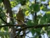 Groenling  20250404  Ik kan me niet herinneren dat ik vorig jaar een groenling in mijn tuin heb gezien, daarvoor was dat nog regelmatig het geval. Maar deze week was het gelukkig weer raak. Eerst zag ik een vrouwtje in een conifeer, gisteren een mannetje in de ontluikende hazelaar. Zo in de hazelaar met al dat verse blad doet deze vink zijn naam goed eer aan. Immers, het is een en al groene tinten wat we zien. Deze groenlingen zijn wellicht buitenlanders op trek. In deze weken is het aantal groenlingen in o