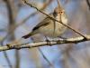 Tjiftjaf (Phylloscopus collybita) De tjiftjaf laat al enkele weken weer zijn simpel maar erg goed herkenbaar liedje horen. Vooral als de zon schijnt en het wat warmer is, is dit zomervogeltje nu present met zijn zang. Als je hem hoort zul je hem niet verwarren met de fitis, is ie stil dan is het daarmee oppassen. Let op de pootjes, veel donkerder dan bij de fitis. Ook is de tjiftjaf minder geel met een minder duidelijke oogstreep.