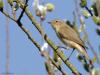 Tjiftjaf (Phylloscopus collybita) De tjiftjaf laat al enkele weken weer zijn simpel maar erg goed herkenbaar liedje horen. Vooral als de zon schijnt en het wat warmer is, is dit zomervogeltje nu present met zijn zang. Als je hem hoort zul je hem niet verwarren met de fitis, is ie stil dan is het daarmee oppassen. Let op de pootjes, veel donkerder dan bij de fitis. Ook is de tjiftjaf minder geel met een minder duidelijke oogstreep.
