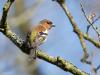 Vink  20250320  Oude Buisse Heide