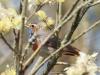 Blauwborst  20250427  Ze zitten graag in ontluikende wilgenstruiken. Dat geeft een van de mooiste settings voor deze op zich al hele leuke zangvogel. En zingen kan ie ook heel mooi. Dit exemplaar laat heel duidelijk de witte vlek zien in de blauwe borst.