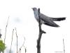 Koekoek  20250515  Ze roepen nu nog volop. Wat zijn het bijzondere en ook mooie vogels.