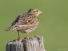 Veldleeuwerik  20250523  Ze hebben stevige snavels die veldleeuwerikken. Ze zullen naast insecten ook wel zaden eten neem ik aan. Nog mooier dan zo op een paaltje is natuurlijk hun kenmerkende zangvlucht. Die mag in het voorjaar niet ontbreken maar helaas is de soort sterk achteruit gegaan de laatste decennia.
