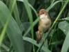Kleine karekiet  20250629  Hij schijnt op de rode lijst te staan deze rietvogel. Snap dat niet helemaal want ze tellen ca. 200.000 broedpaartjes in ons land dacht ik. Ook in Zundert is ie niet zeldzaam, langs sloten en beken in het riet kun je hem ook hier tegen komen.