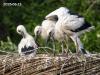 Ooievaar  20250713  Het gaat gelukkig nog steeds goed met de drie jongelingen op Overa. Ik heb ze nu driemaal op de foto gezet, steeds met veertien dagen daartussen. De groei is duidelijk waarneembaar, ook de kleinste groeit goed. Linksboven in de foto staat de datum van fotograferen. Het vergt heel wat tijd eer deze grote vogels uitvlieggereed zijn. Een zware langdurige klus voor de oudervogels.