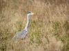 Blauwe reiger  20250924  Rondgors