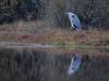 Blauwe reiger  20251108  Rondgors