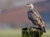 Buizerd  20260114  Een mooie buizerd verveelt niet snel. Deze zag ik vanmiddag in de Maatjes. Als een koning zit ie op een van de weinige nog resterende weidepalen daar. Ruimte genoeg daar voor hem, of haar. Hopelijk is er eveneens voedsel genoeg voor deze vleeseter.