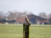 Buizerd  20260114  Matjens