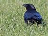 Zwarte kraai  2026014  Maatjes