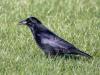 Zwarte kraai  2026014  Maatjes