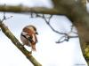 Appelvink  20260323  Pannenhoef