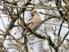 Appelvink  20260323  Pannenhoef