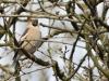 Appelvink  20260323  Pannenhoef