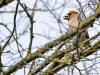 Appelvink  20260323  Pannenhoef