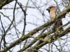 Appelvink  20260323  Pannenhoef