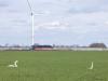Knobbelzwaan  20260301  Maxburg