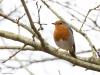 Roodborst  20260317  Baarlebroek Merkske 