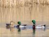Wilde eend  20260226  Jachthaven Etten-Leur