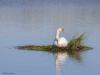 Knobbelzwaan / Grauwe gans  20260703  Een klein eilandje meer is niet nodig om je thuis te voelen. Wel oppassen voor hoog water of stormen lijkt me.